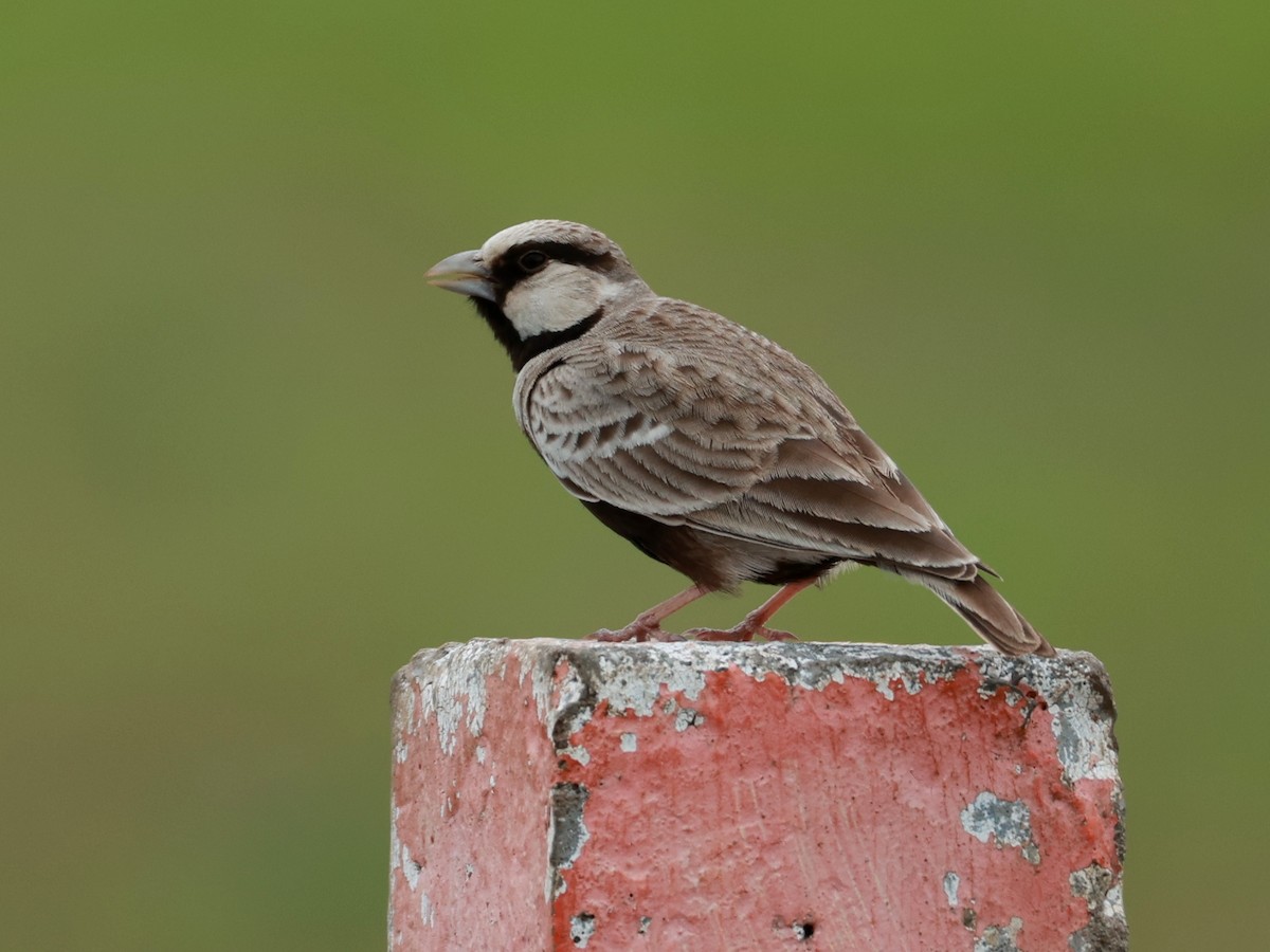 Ashy-crowned Sparrow-Lark - ML643024785