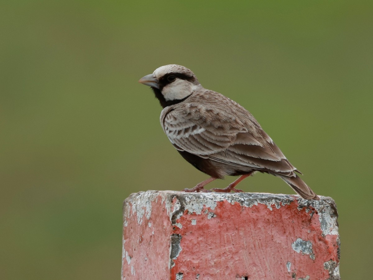 Ashy-crowned Sparrow-Lark - ML643024786