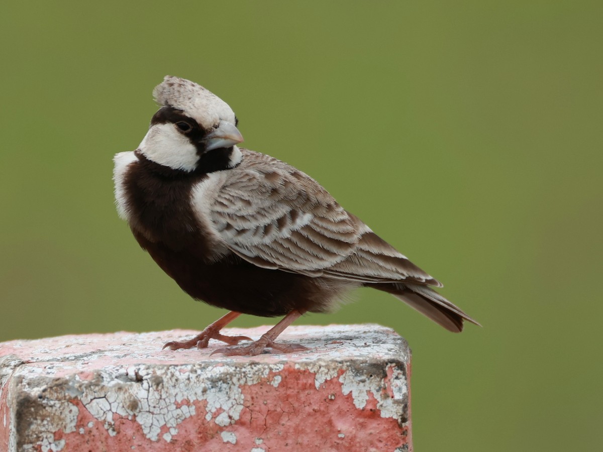 Ashy-crowned Sparrow-Lark - ML643024788