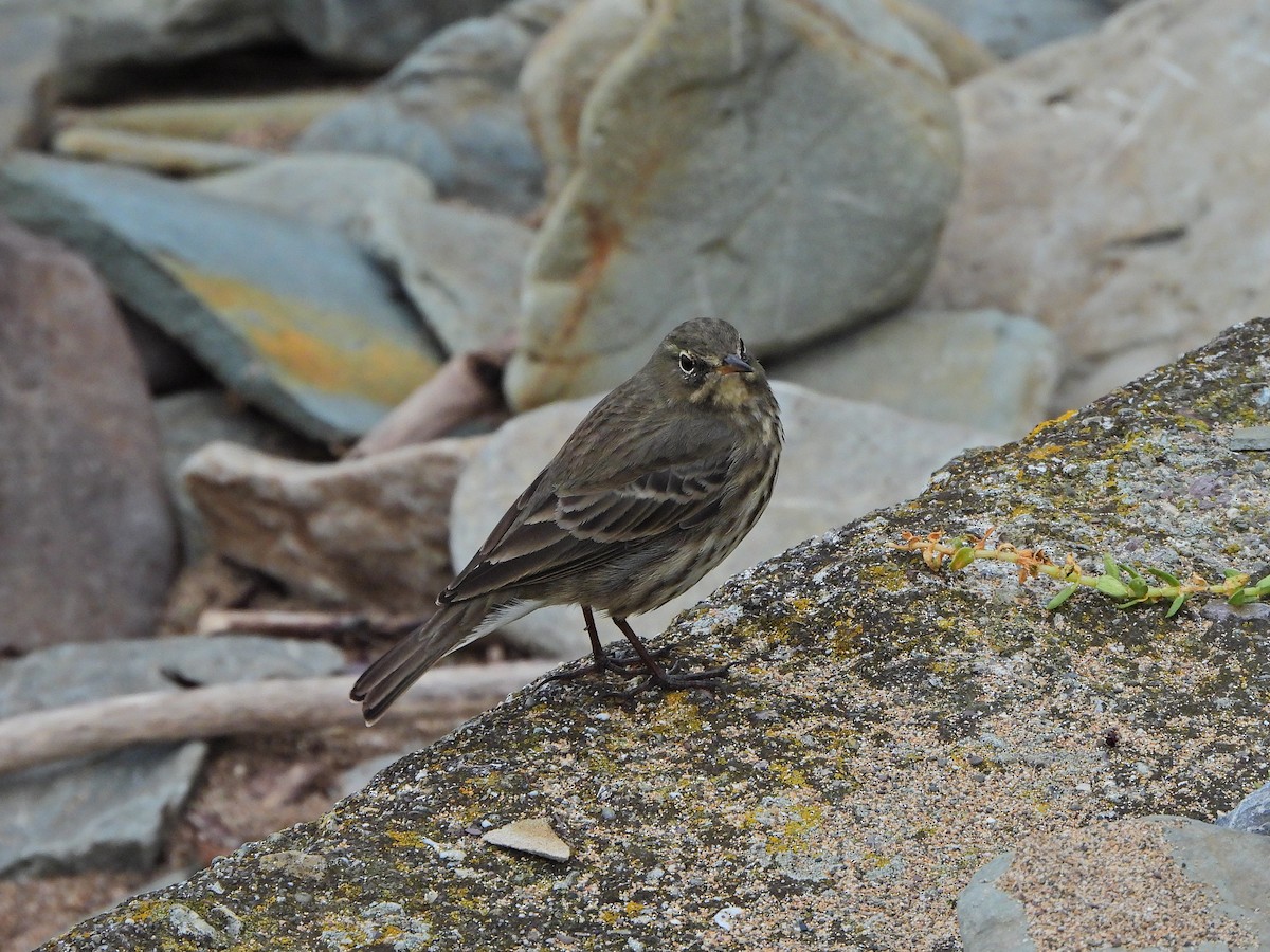 Pipit maritime - ML643024802