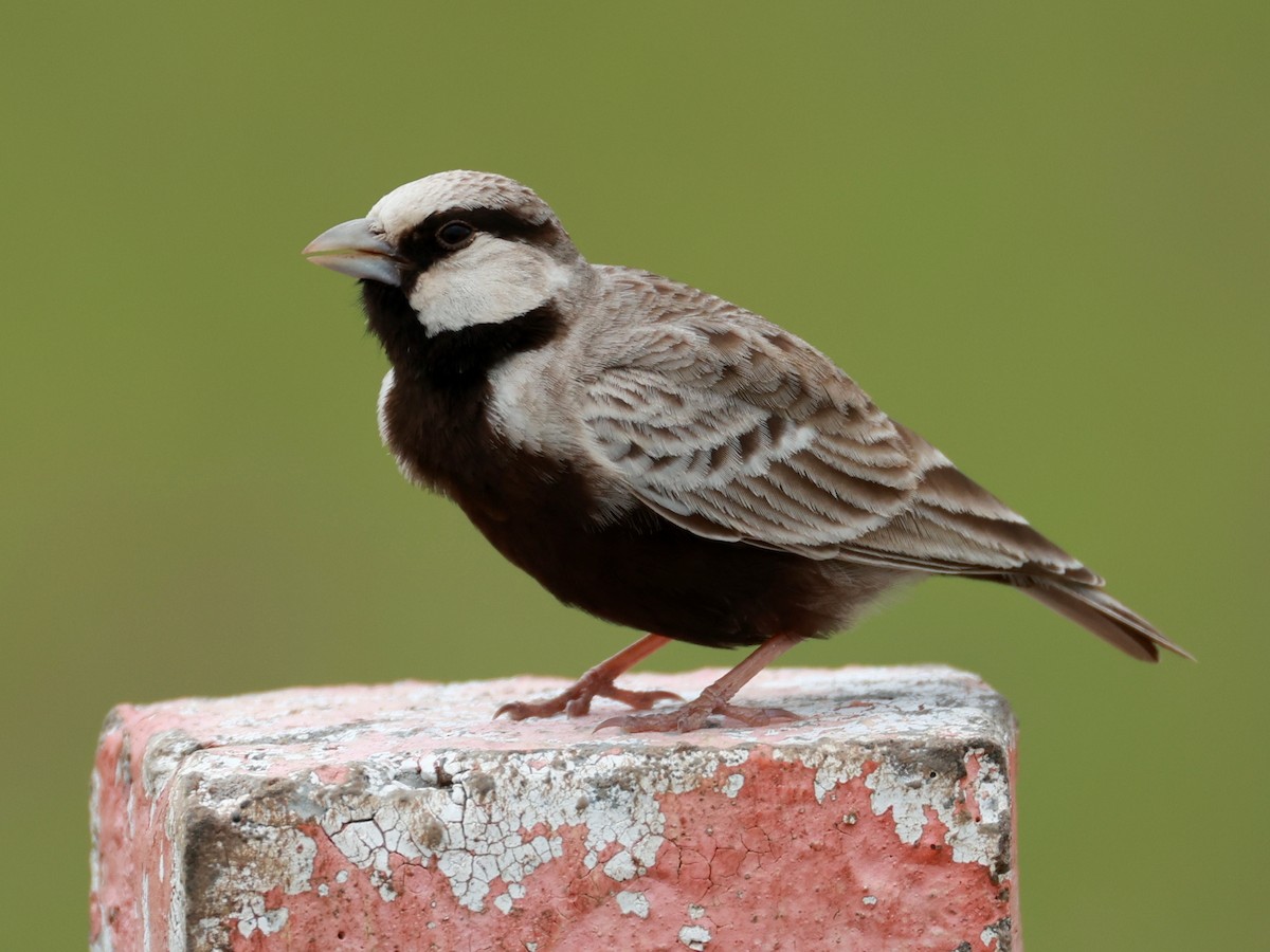 Ashy-crowned Sparrow-Lark - ML643024805