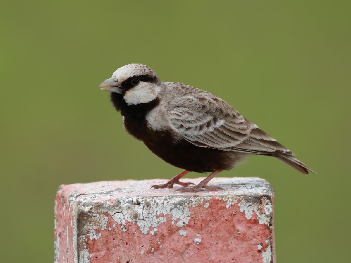Ashy-crowned Sparrow-Lark - ML643024806