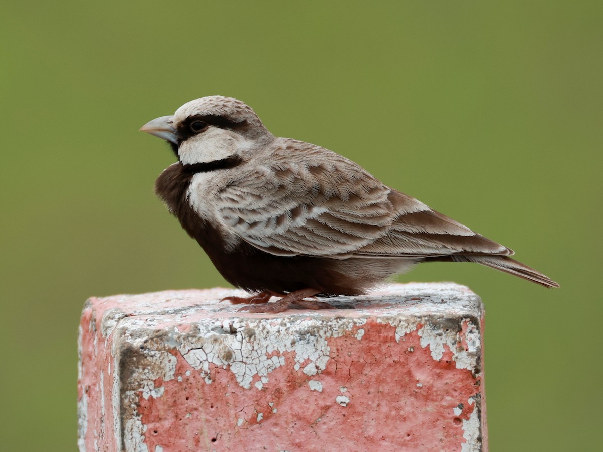 Ashy-crowned Sparrow-Lark - ML643024807