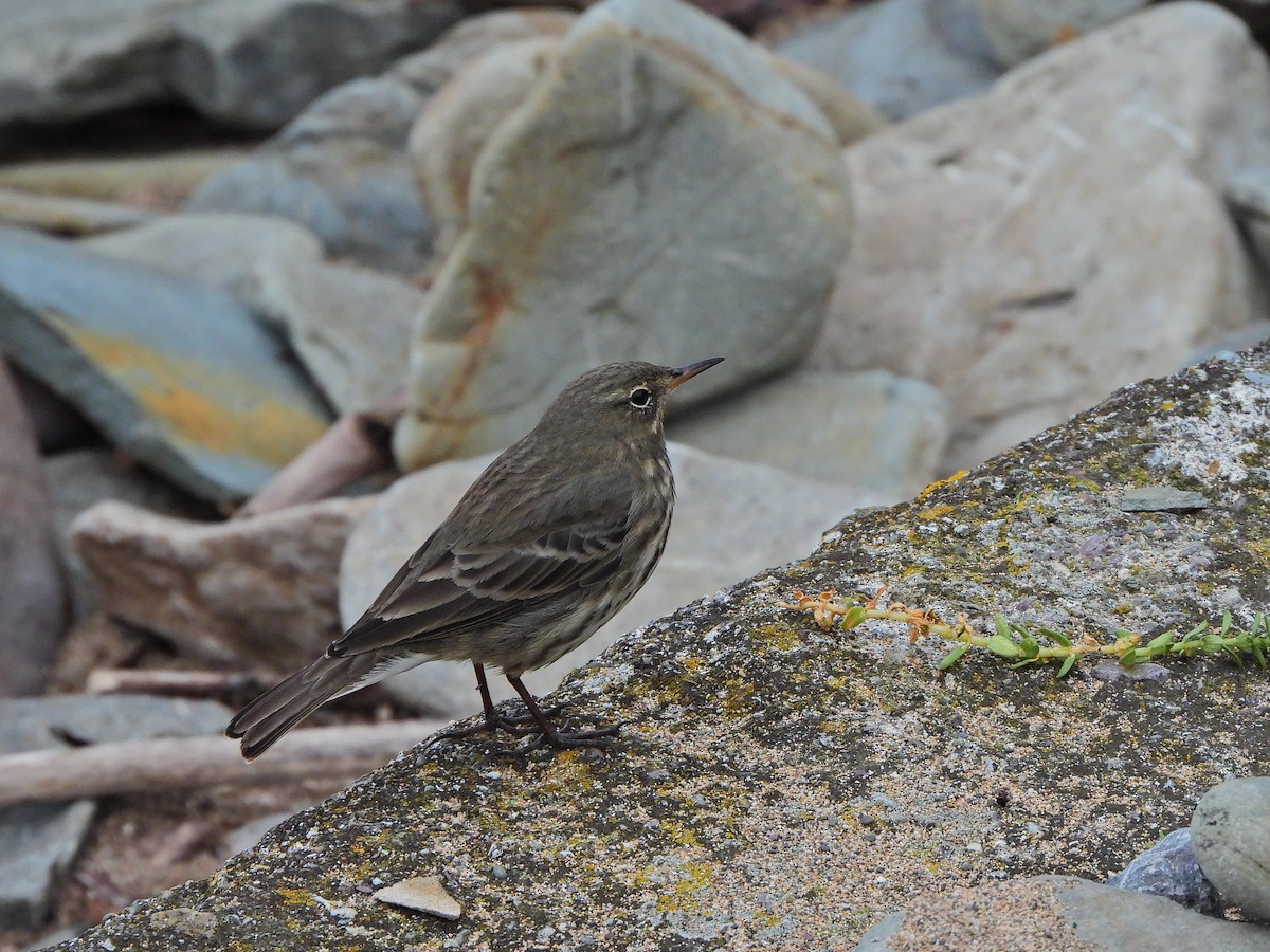 Pipit maritime - ML643024810