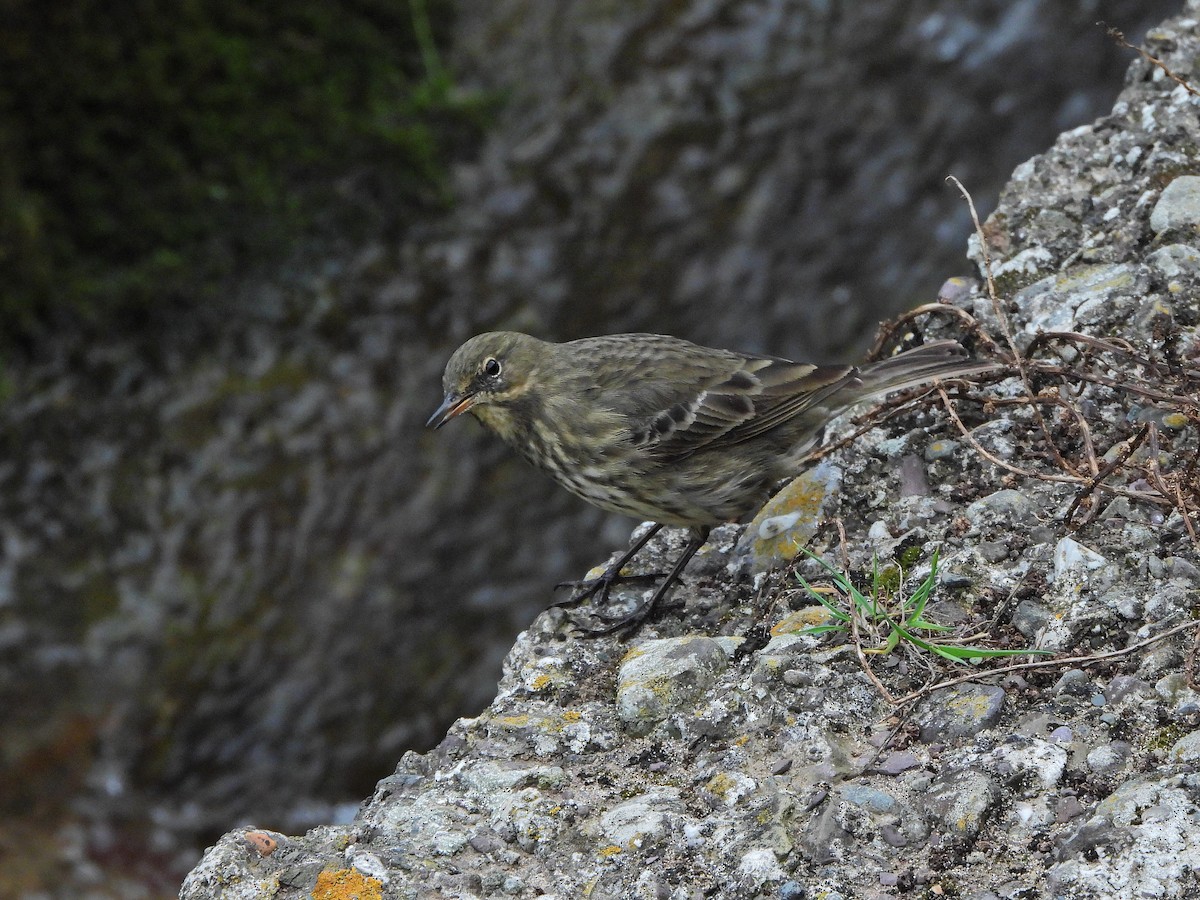 Pipit maritime - ML643024825
