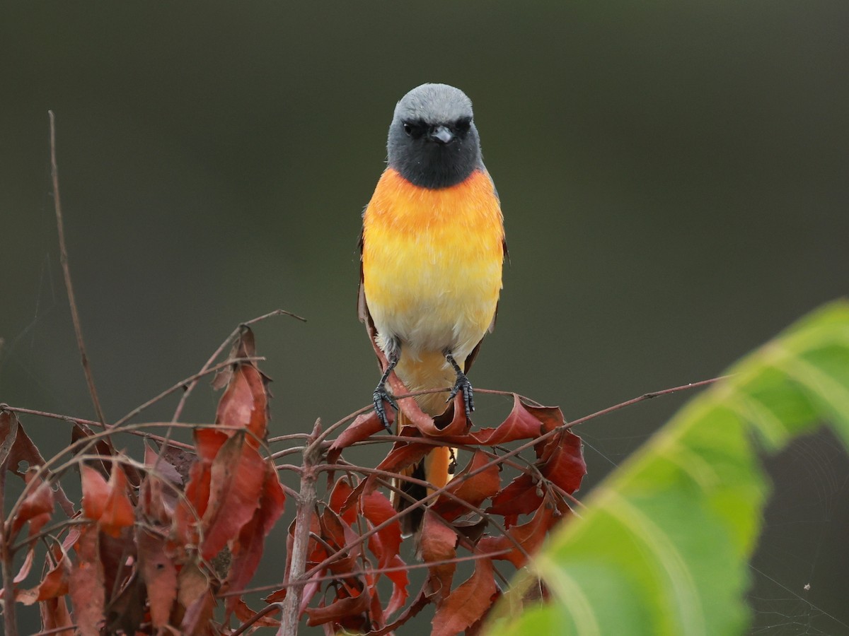 Small Minivet - ML643024828