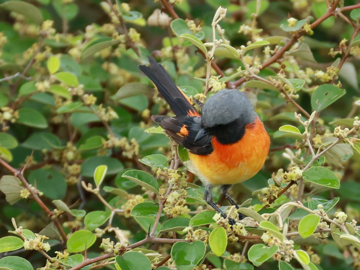 Small Minivet - ML643024829