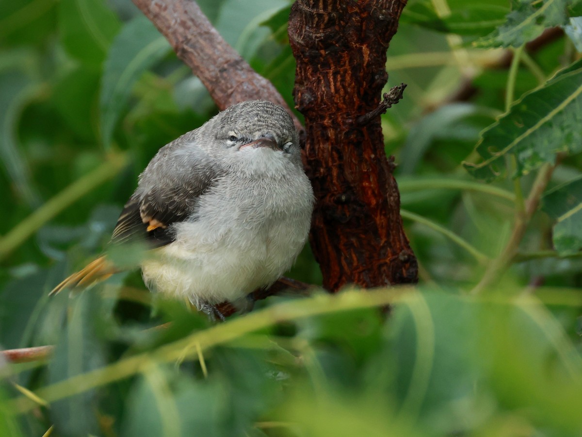 Small Minivet - ML643024830