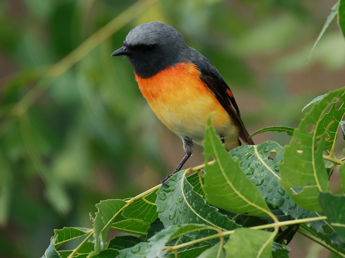 Small Minivet - ML643024831
