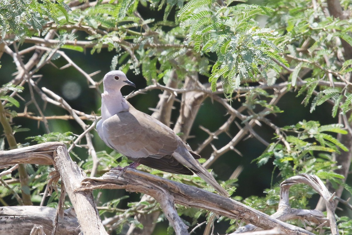 Eurasian Collared-Dove - ML643024848