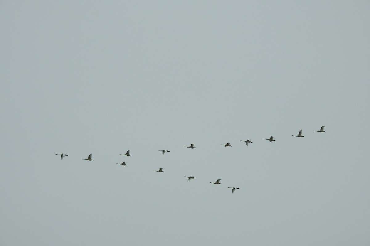 Whooper Swan - Peter Hines