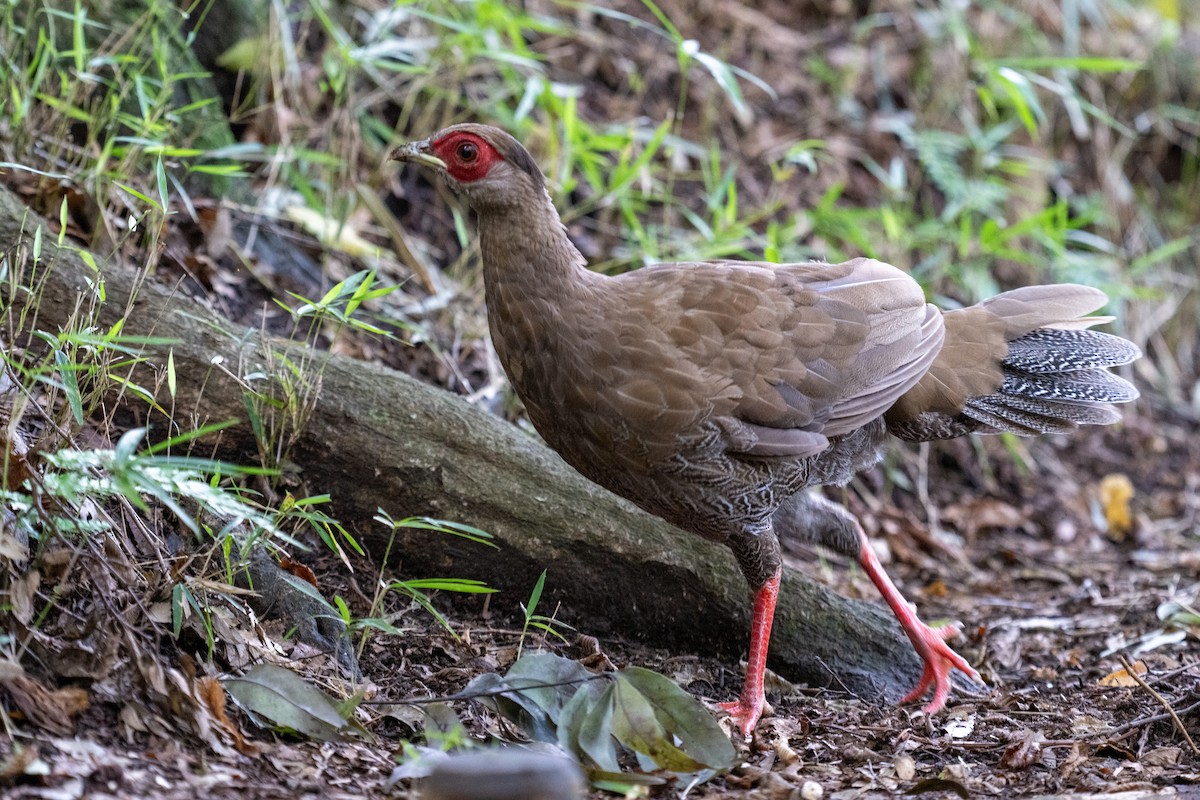 Silver Pheasant - ML643024896