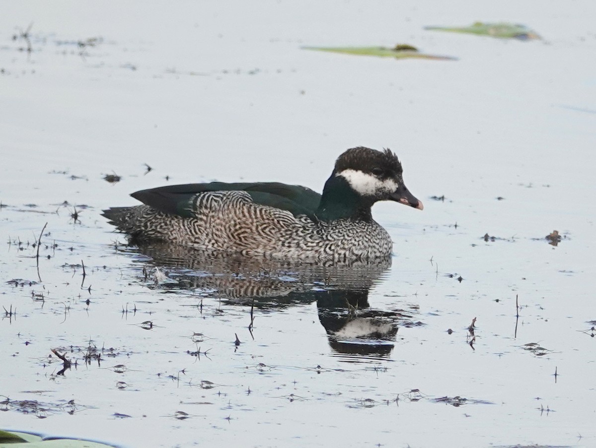 Green Pygmy-Goose - ML643024900