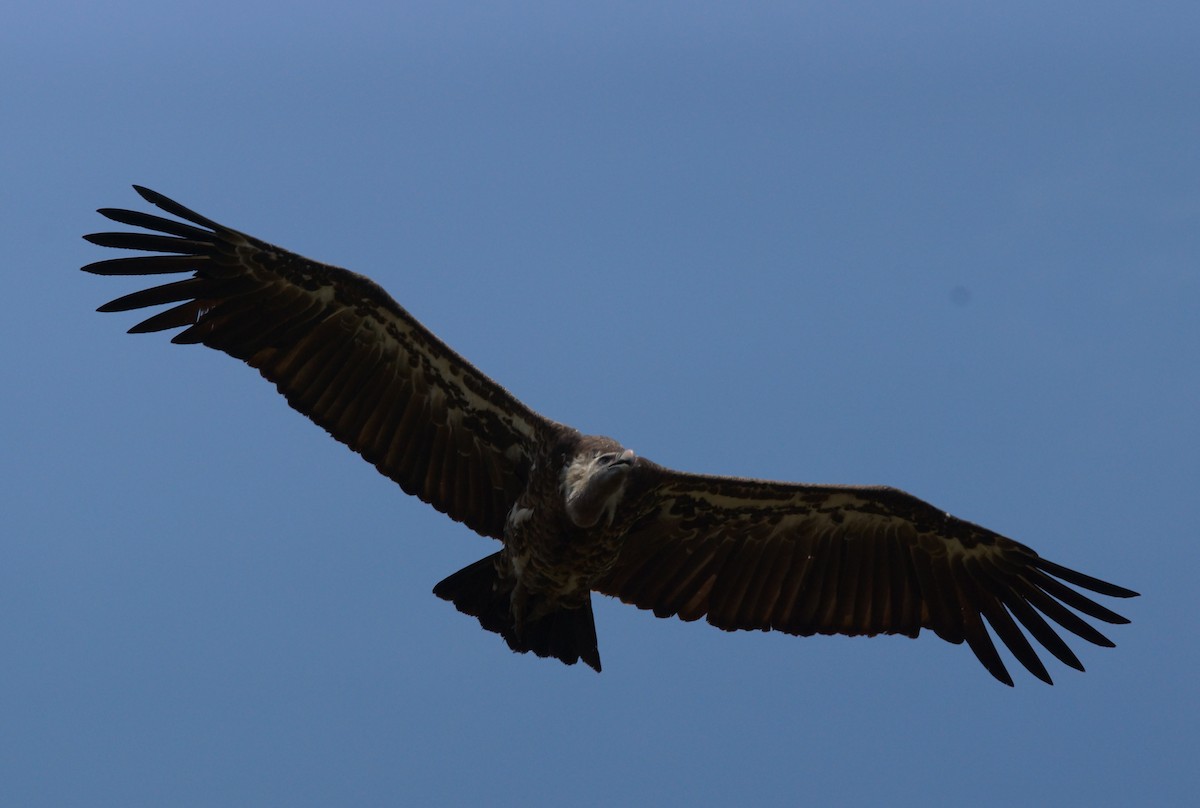 White-backed Vulture - ML643024940