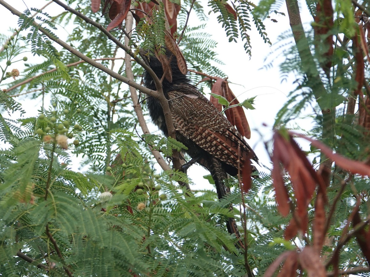 Pheasant Coucal (Pheasant) - ML643024941