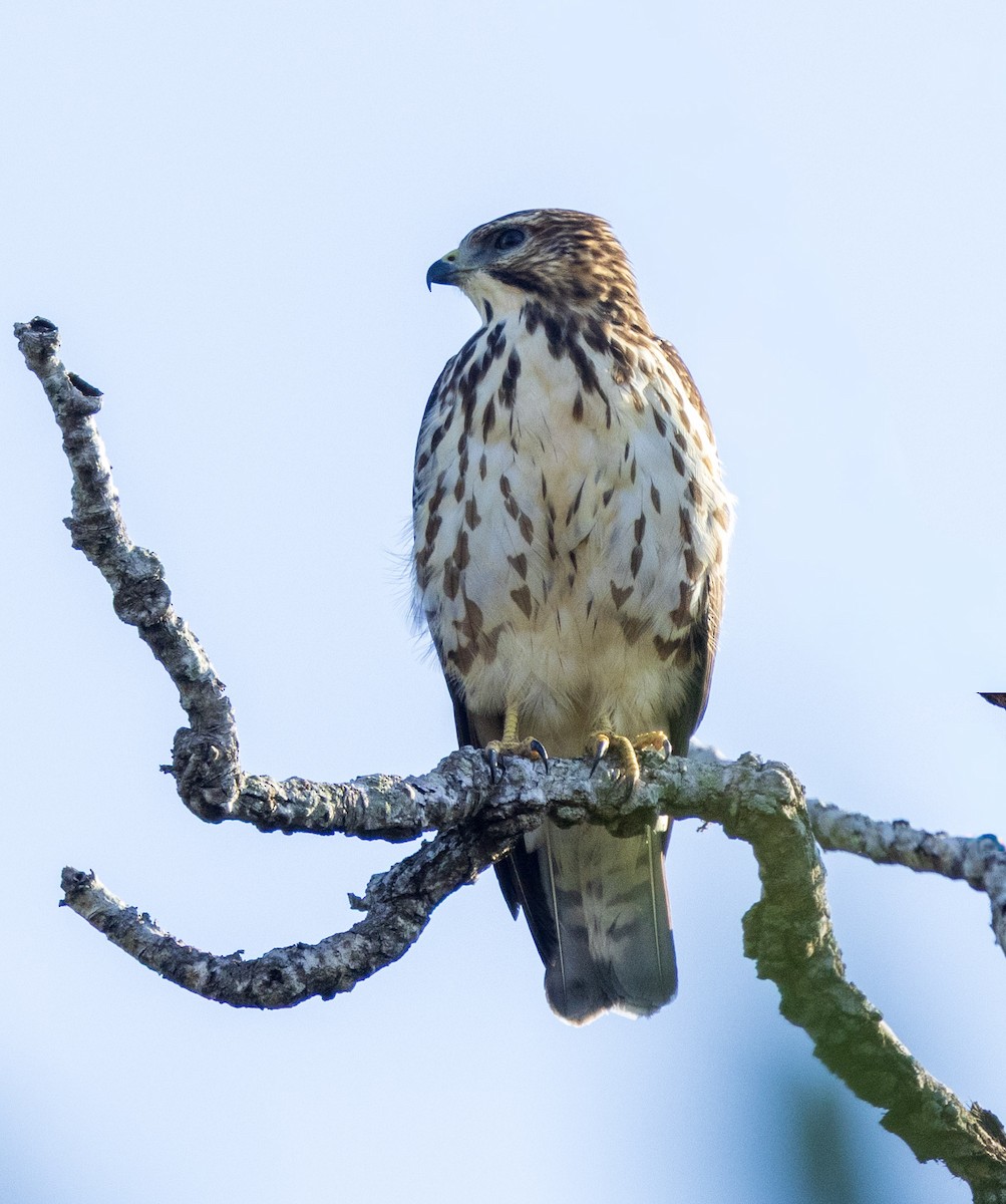 Broad-winged Hawk - ML643024949