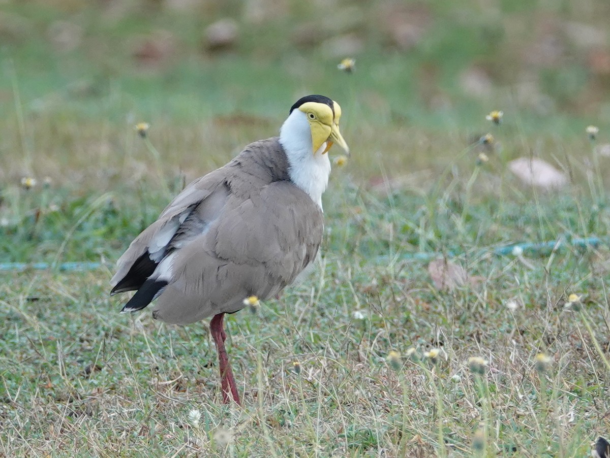 Masked Lapwing (Masked) - ML643024950