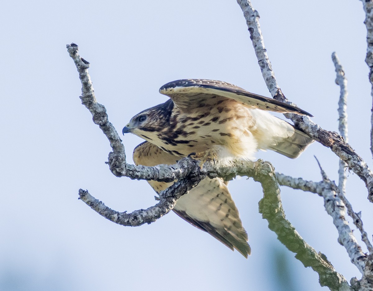 Broad-winged Hawk - ML643024952