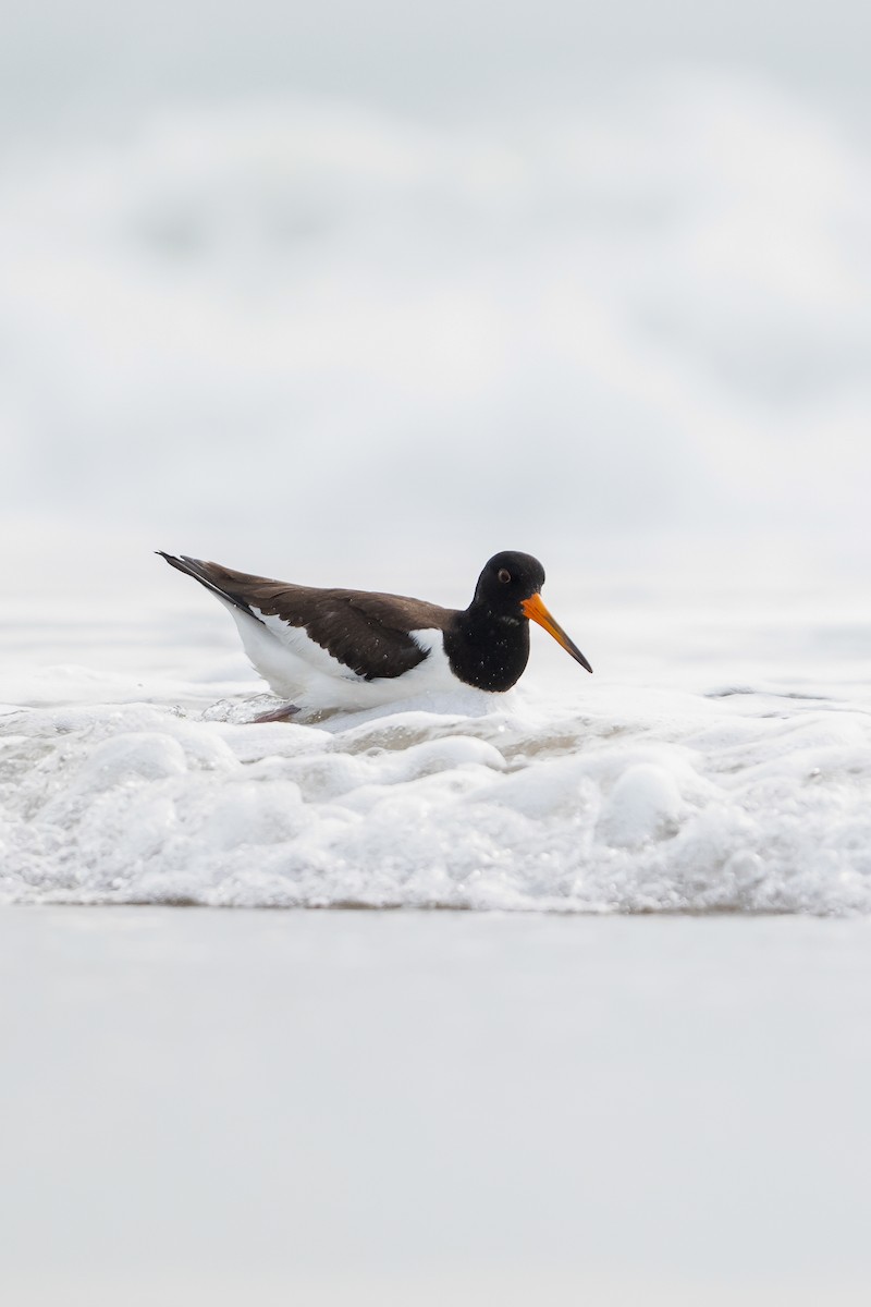 Eurasian Oystercatcher - ML643024953