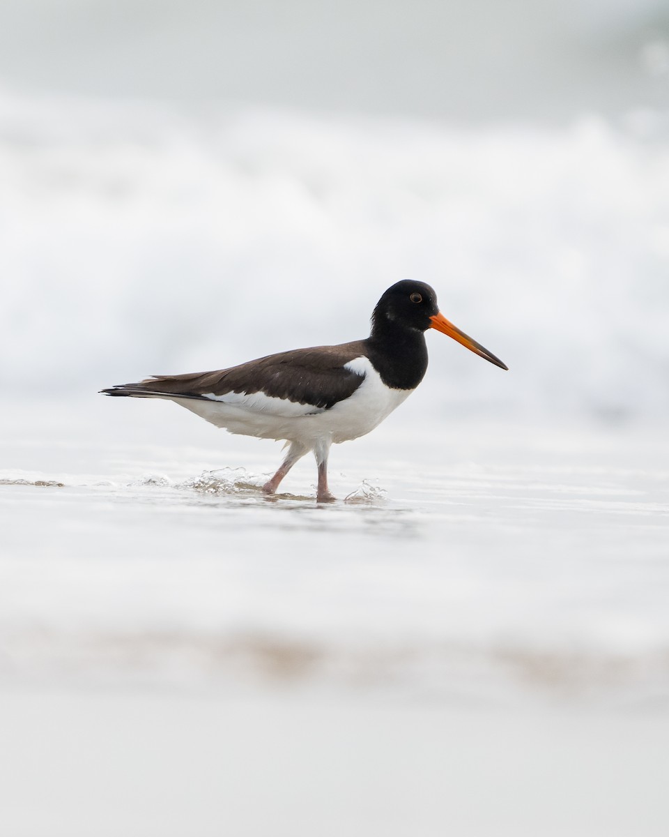 Eurasian Oystercatcher - ML643024954