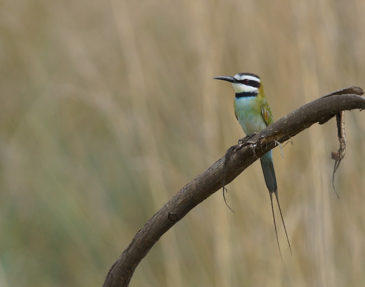 White-throated Bee-eater - ML643024962