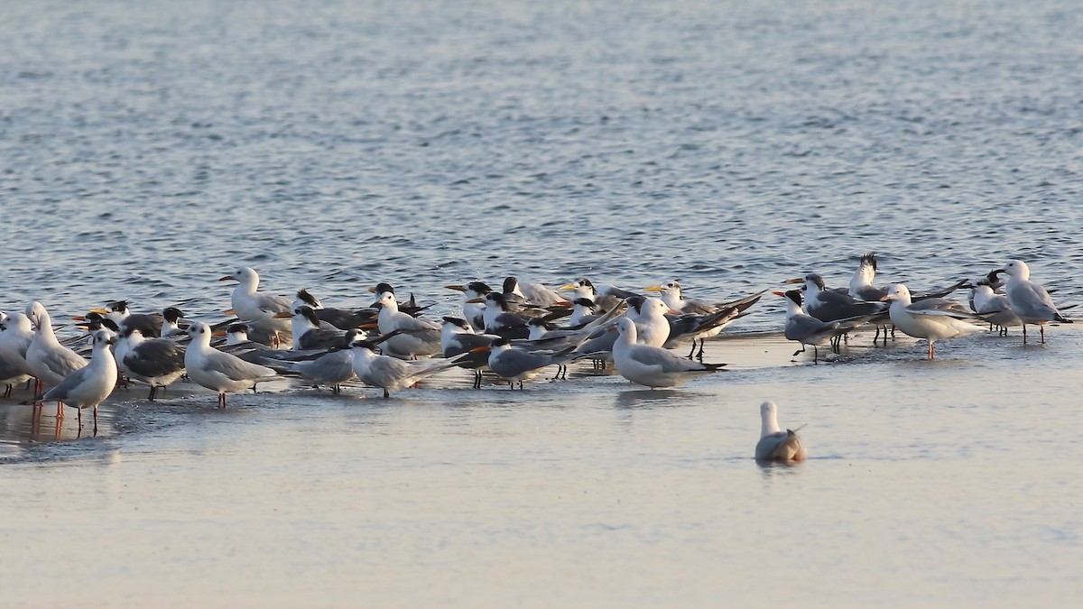 Great Crested Tern - ML643024977