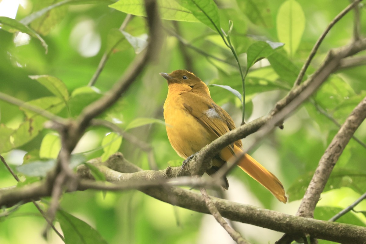 Golden Bowerbird - ML643024984