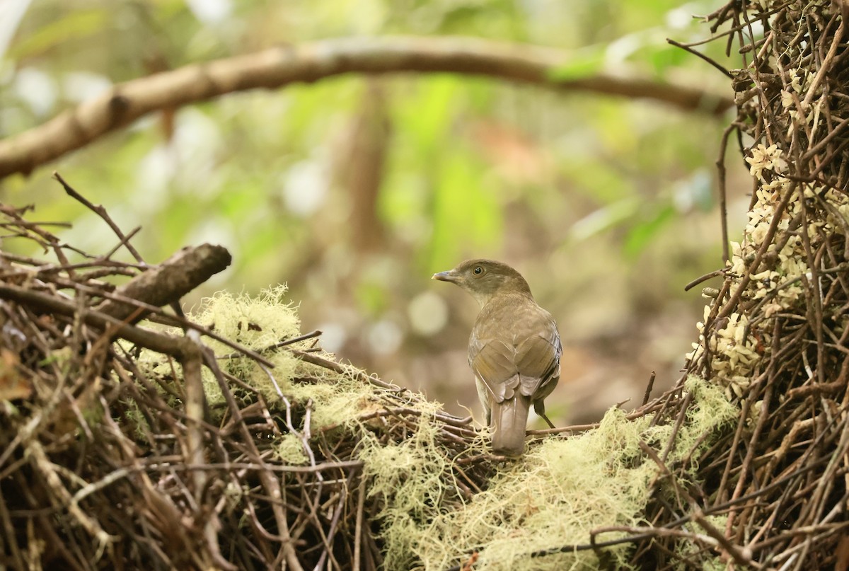 Golden Bowerbird - ML643024985