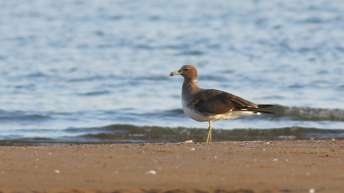 Sooty Gull - ML643024987