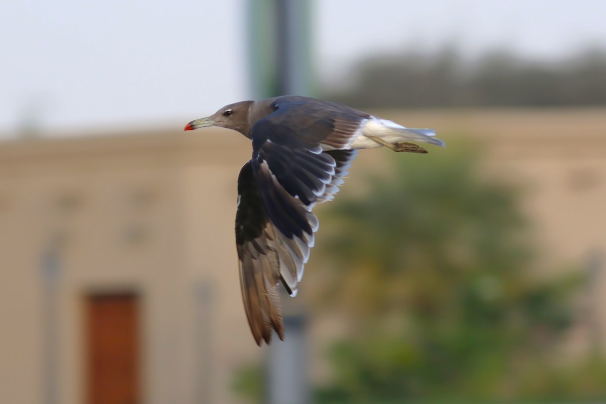 Sooty Gull - ML643024988
