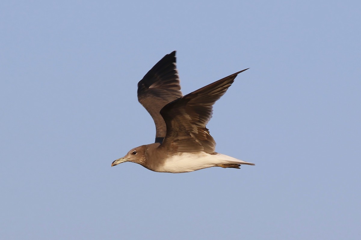 Sooty Gull - ML643024989