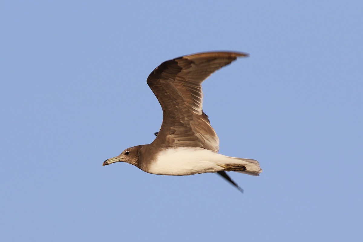 Sooty Gull - ML643024990
