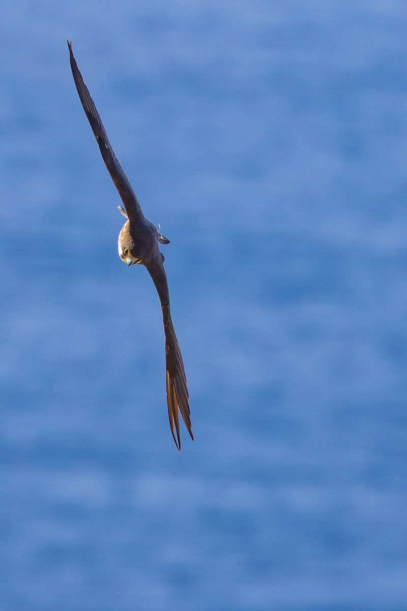 Eleonora's Falcon - ML643024991