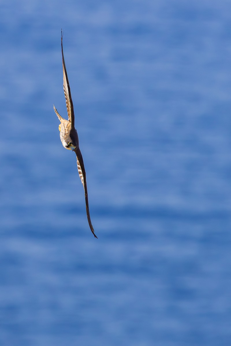 Eleonora's Falcon - ML643024994