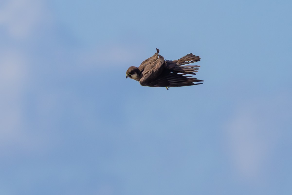 Eleonora's Falcon - ML643024995