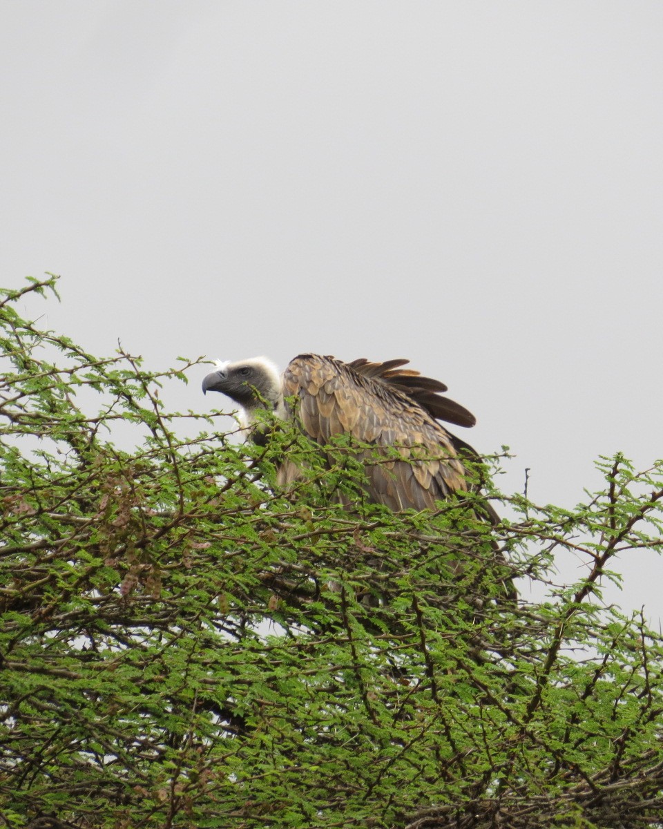 White-backed Vulture - ML643025001