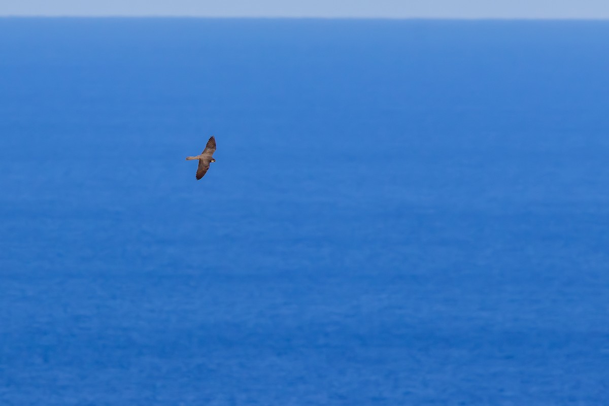 Eleonora's Falcon - ML643025002