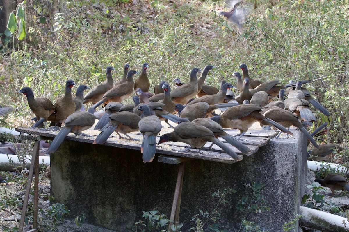 Rufous-vented Chachalaca - ML643025016
