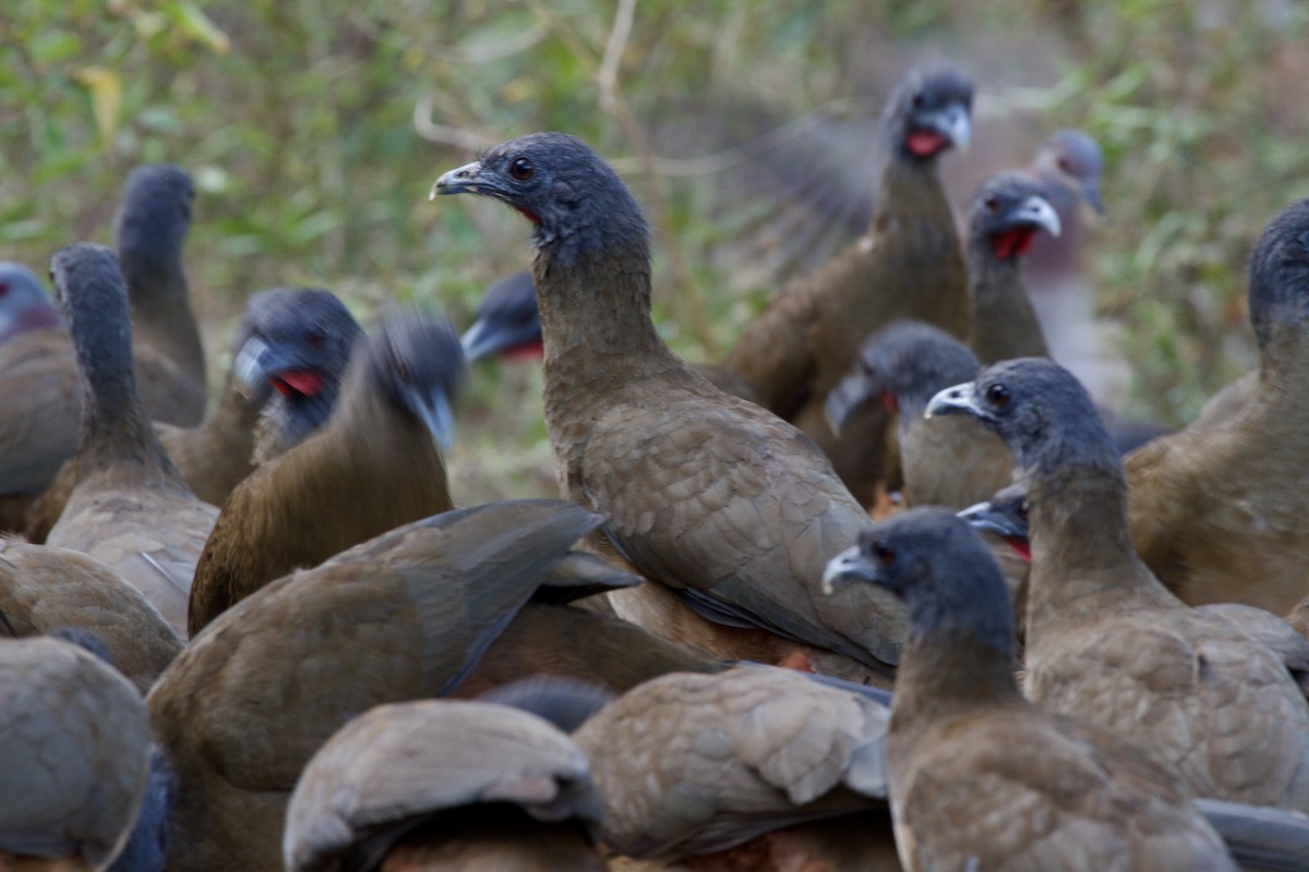 Rufous-vented Chachalaca - ML643025022