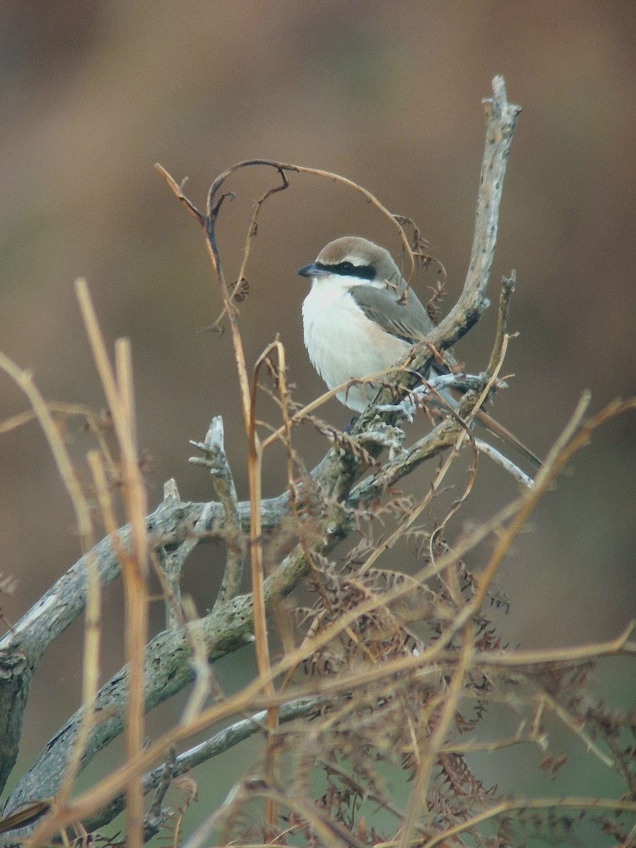 ťuhýk turkestánský - ML643025023