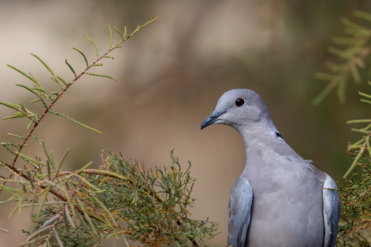 Eurasian Collared-Dove - ML643025024