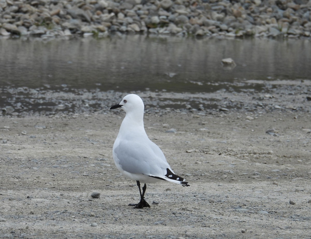 Black-billed Gull - ML643025041