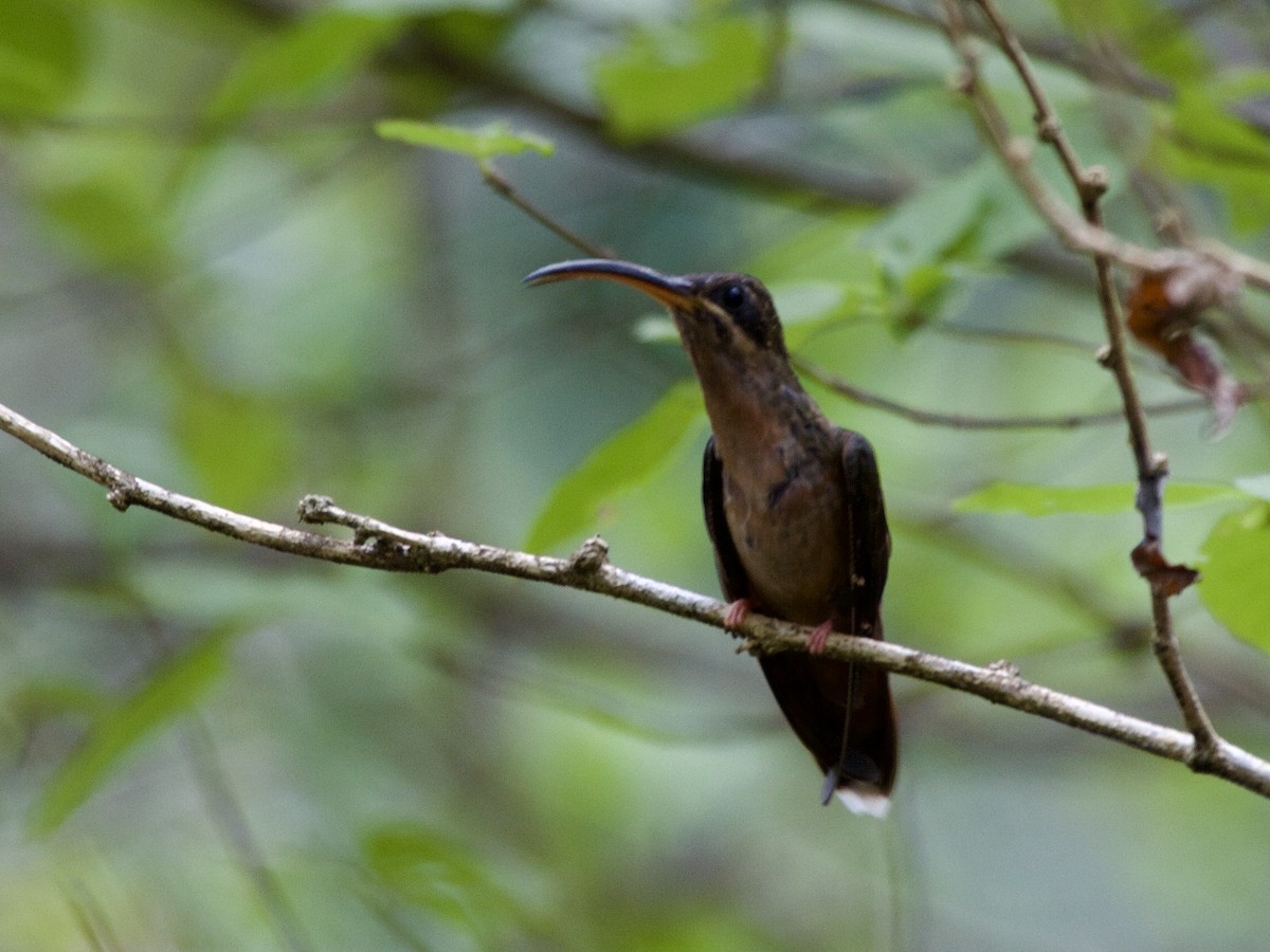 Rufous-breasted Hermit - ML643025053