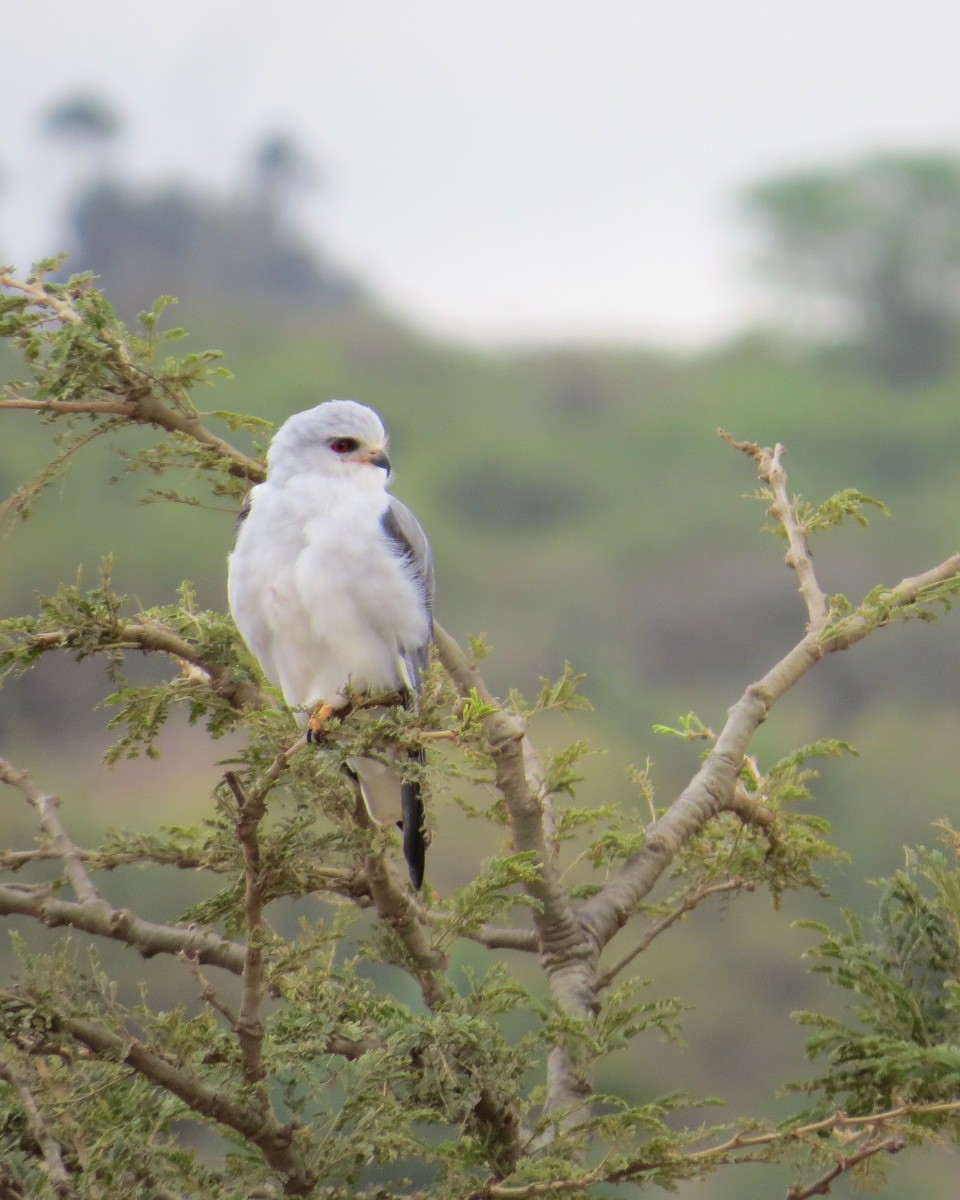 Black-winged Kite - ML643025067