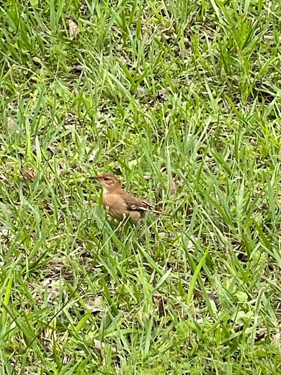 Rufous Hornero - ML643025078