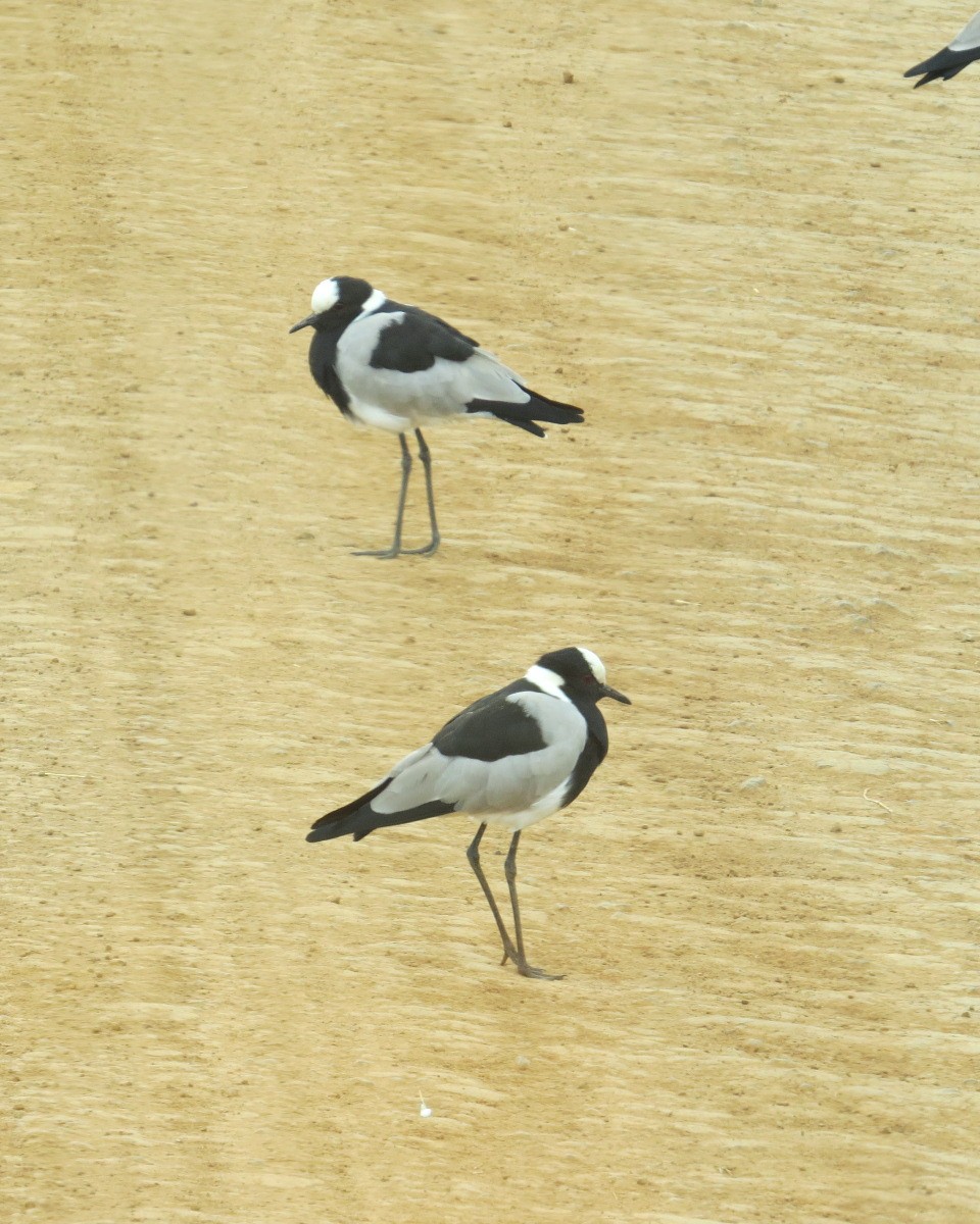 Blacksmith Lapwing - ML643025083