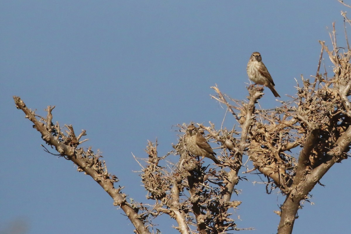 Yemen Serin - Rik Vetter