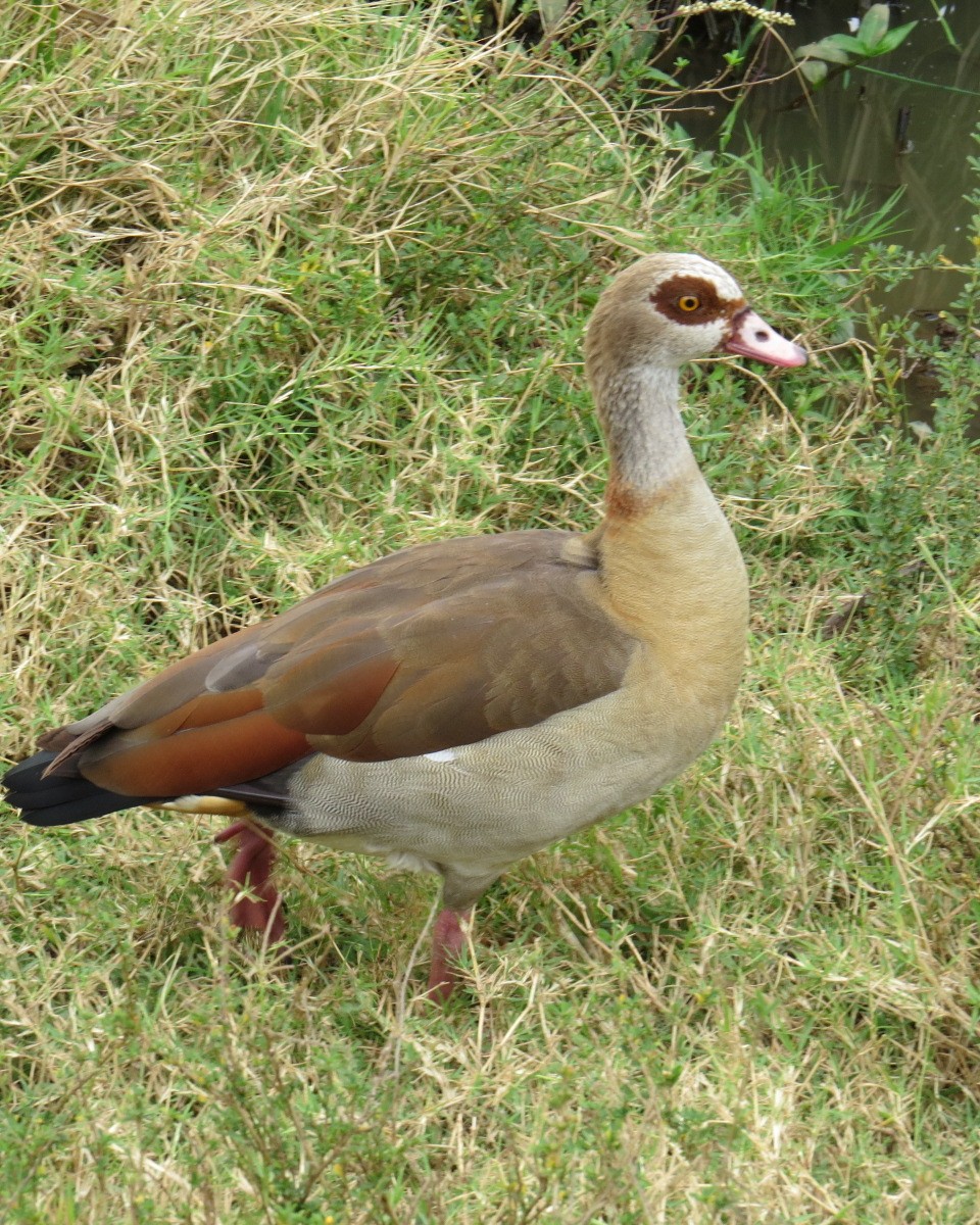 Egyptian Goose - ML643025112