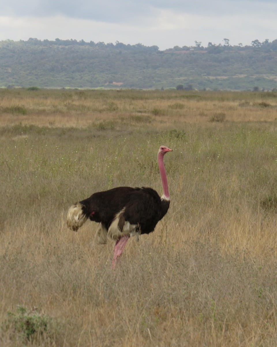 Common Ostrich - ML643025139