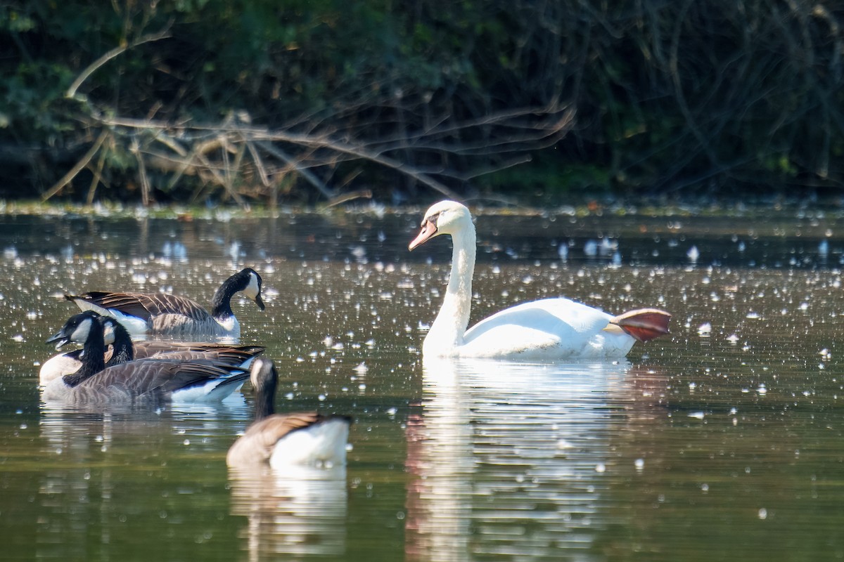 Mute Swan - ML643025146